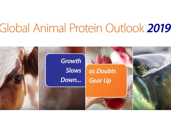 Global Animal Protein Outlook 2019