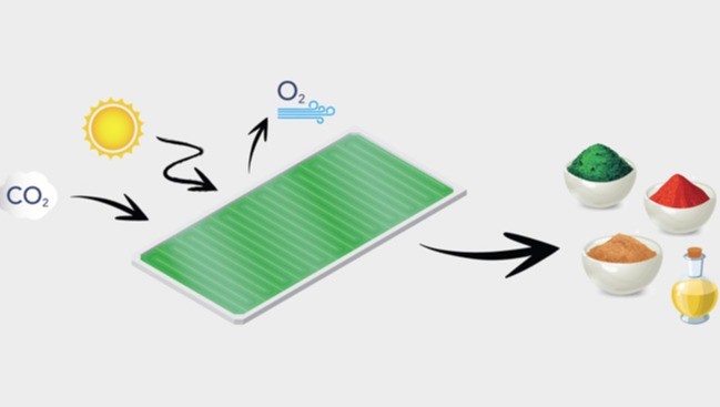 Biosolar panels: from CO2 to protein