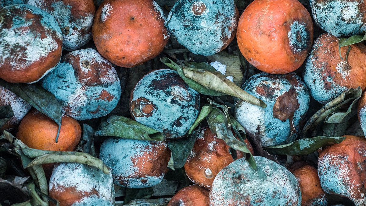 Гниющие овощи. Овощи сгнили. Гнилые фрукты. Испорченные фрукты и овощи. Испорченные продукты.