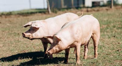 China to levy higher tariffs on pork imports in 2022
