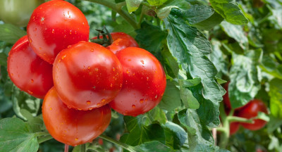 WUR haalt duurzaam Rubisco-eiwit uit tomatenblad