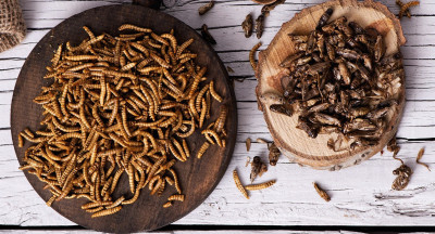A bit of insect in your pasta, why not?