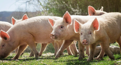 73.7 percent less pork to China