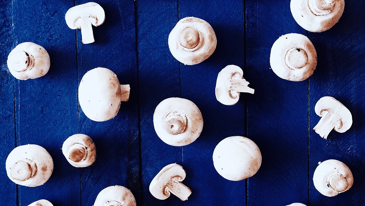 Fungi take over the food industry Biology Diagrams