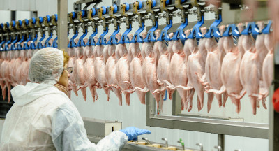 Poultry slaughterhouses suffer from tight supply of CO2