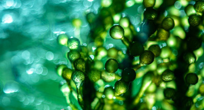 Zijn algen het voedsel van de toekomst?