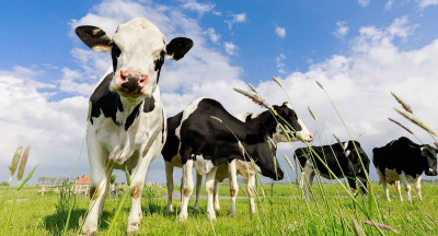 Number of dairy cows hardly declined