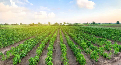 Uitdagingen en kansen van blockchain voor agrifood