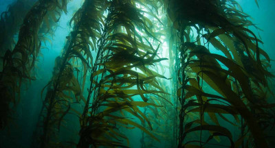 No large-scale food production in the sea for now