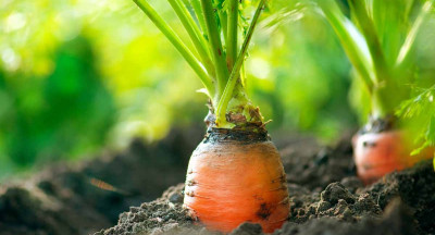 Quarter more sales for organic products in 2022