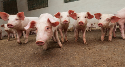 AR Coproducten makes liquid protein as feed for pigs