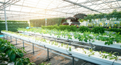 CO2 footprint more prominent in horticulture
