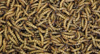 Welke technologie is nodig om insecten te kweken?