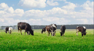 Falling dairy prices and their impact on the European market