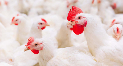 First chickens vaccinated against avian influenza virus