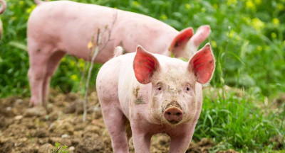 Pig Market: Price pressure and decline in production