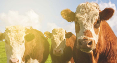 Ireland launches toolkit for sustainable livestock farming