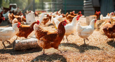 Belgium regains avian influenza-free status