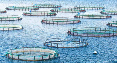 EFSA: Many farmed fish species free of parasites