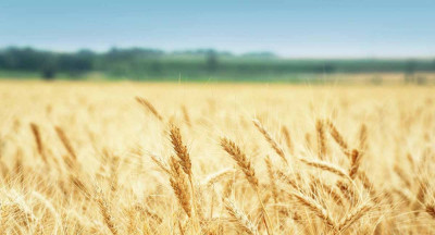 Protein research revolutionizes Dutch baking wheat