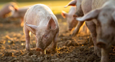 Stability in the European pork market