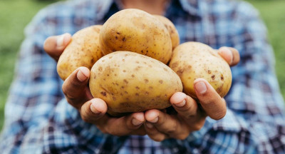 Potato prices keep rising in Northwest Europe