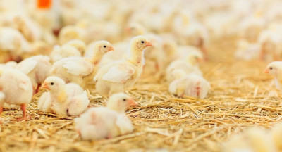 Positive outlook for the broiler sector