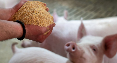 Gezondheidseffecten van biologische voeding op varkens