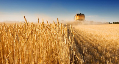 Ancient wheat holds promise for future generations