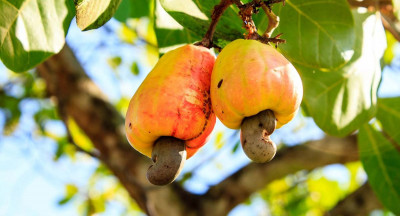 Supermarkets aim for sustainable cashews