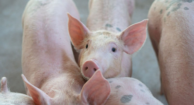 Stricter hygiene measures due to African swine fever