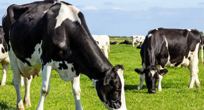 Dairy market in motion: growth and uncertainties