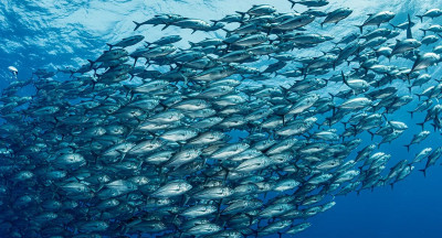 MSC: Sustainable fisheries increasingly out of balance