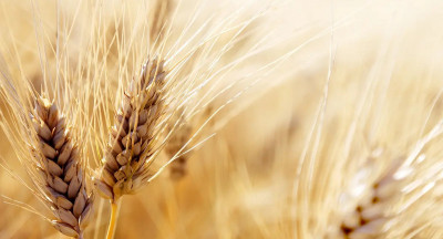 Food chain vulnerable to fungal toxins
