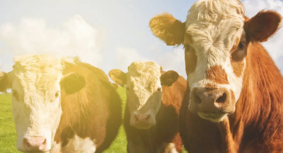 Shifts in livestock supply volumes