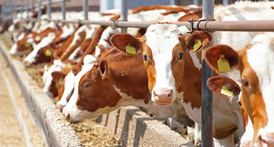 Belgian dairy sector concerned as milk volumes decline