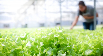 Organic food growth stalls; five opportunities