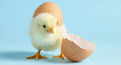 Strong demand for chicken drives up hatching egg prices