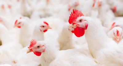 Nepluvi sees opportunities for poultry exports to China