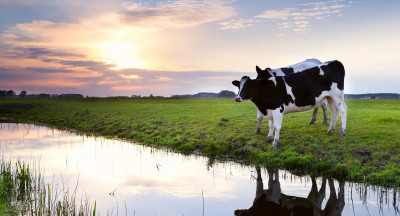 Favorable prices ease the pressure on farmers