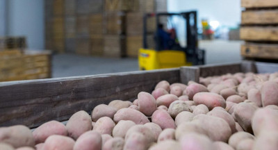 Belgian potato sector under pressure