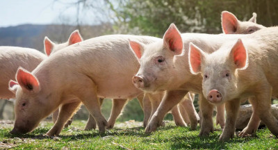 Shrinking pig herd puts pressure on production