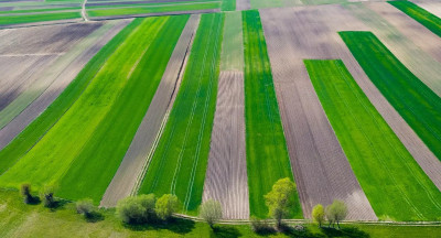 Strip cropping affects bread quality