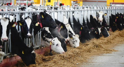 FAO warns: Worst FMD outbreak in Europe since 2001