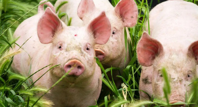 Varkenspest uitbraken in EU met 83% afgenomen