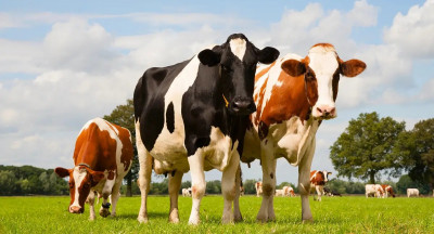 Milk production recovering, but uncertainty remains