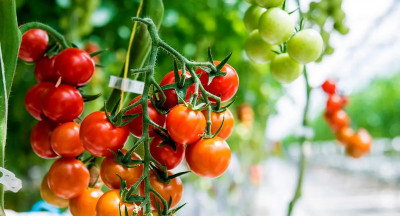 European vegetable production drops 7%: concerns mounting