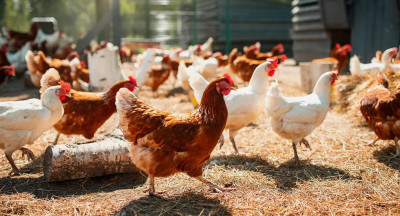 Chicken remains in high demand despite avian flu and price pressure