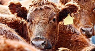 Stricter NVWA oversight on animal welfare and pesticides