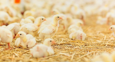 Global instability weighs on poultry trade outlook